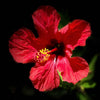 Flowers from the Heart