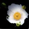 Flowers from the Heart