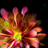 Flowers from the Heart